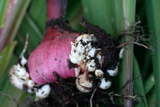 breeding gladiolus