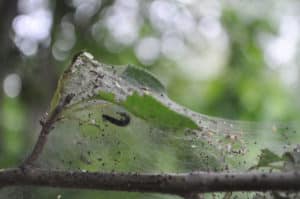 Que faire si les feuilles sont couvertes de toiles d'araignée sur le pommier, comment y faire face et comment le traiter