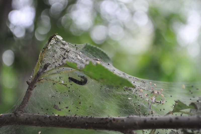 cobweb on the apple tree