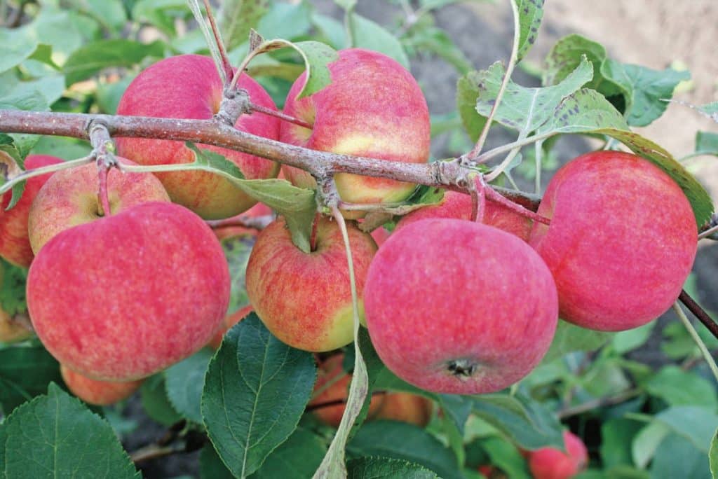 appelboom dochter