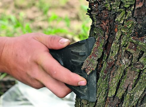 hollow in apple tree