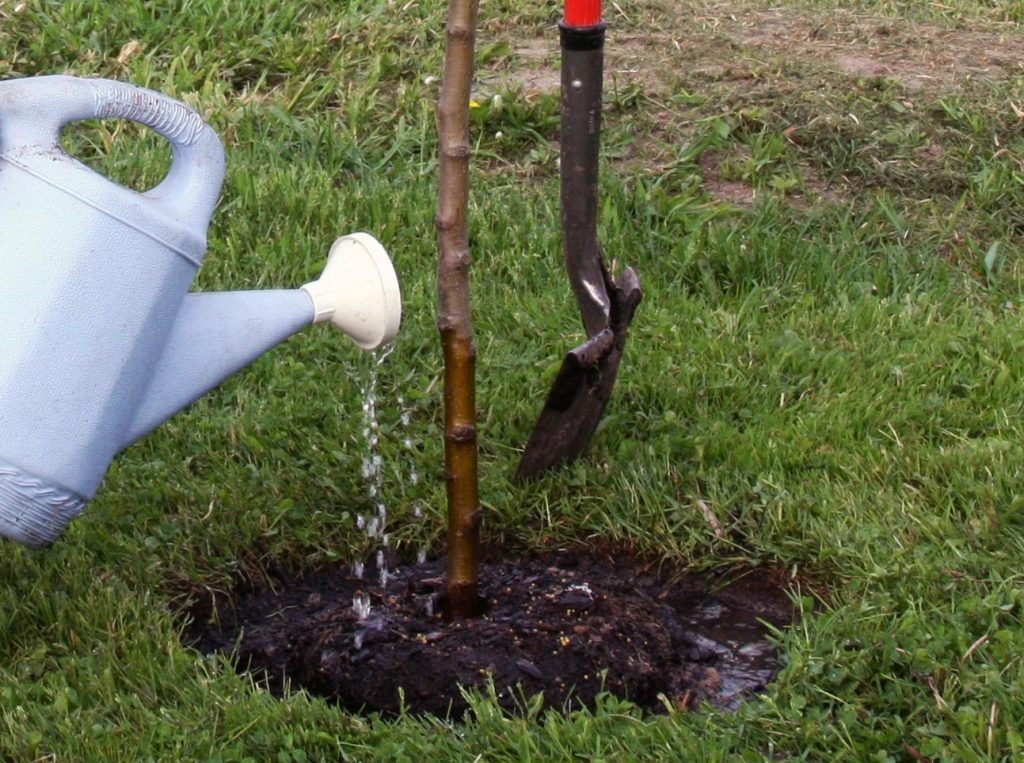 watering pear