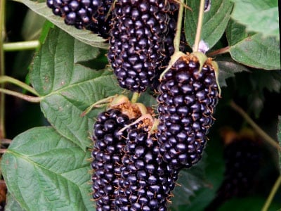 Ouachita blackberry variety