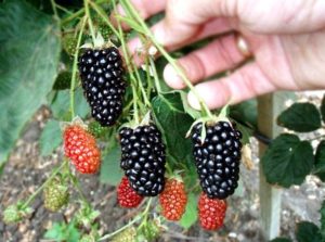 Description and characteristics of the Natchez blackberry variety, reproduction, planting and care