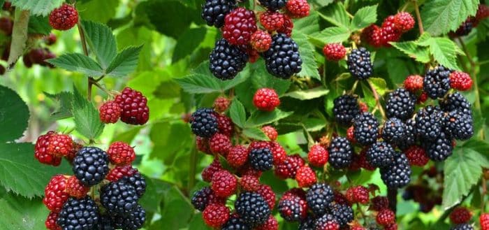 fresh blackberries