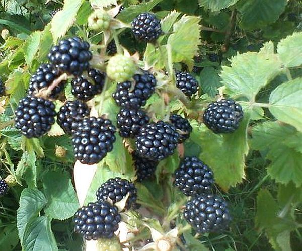 moras frescas