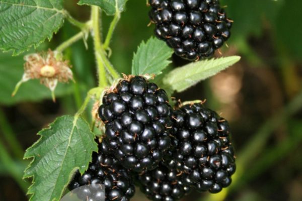 thornless blackberry