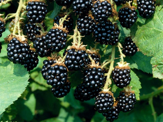 moras maduras