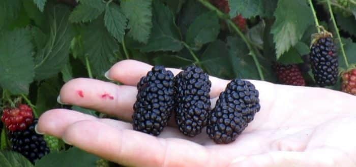 blackberry karaka čierna