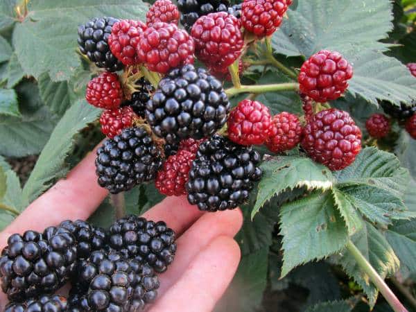 fresh blackberries