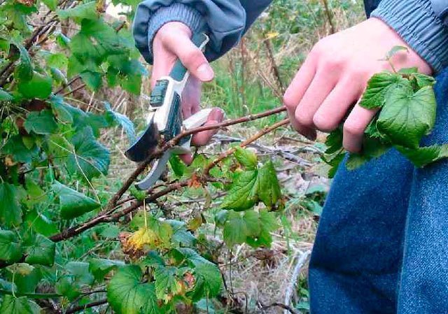 cómo cuidar las moras