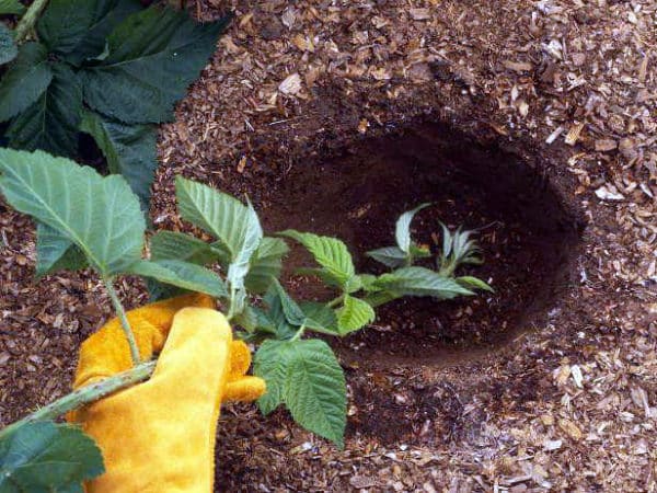 planting blackberries