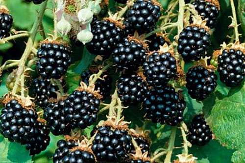 blackberry agáve