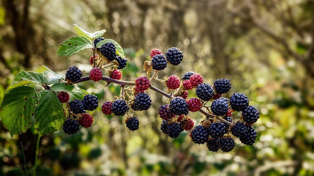 fresh blackberries