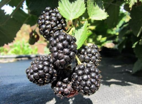 blackberry trojitá koruna