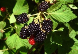 Descripción y características de las moras Brzezina, plantación y cuidado.