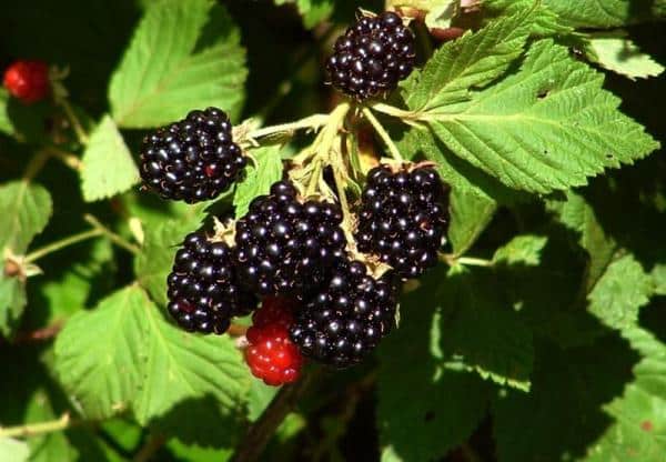 blackberry brzezina