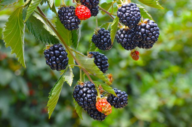 fresh blackberries