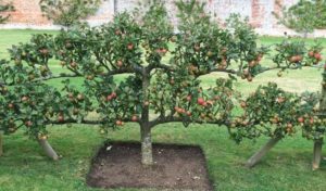 Beschrijving en kenmerken van de kruipende appelboom, plant- en verzorgingskenmerken