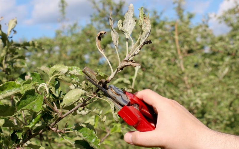 cultivar un manzano de una rama