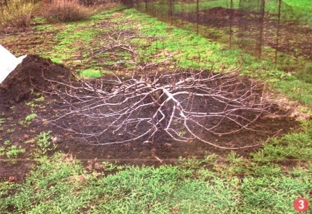 creeping apple tree