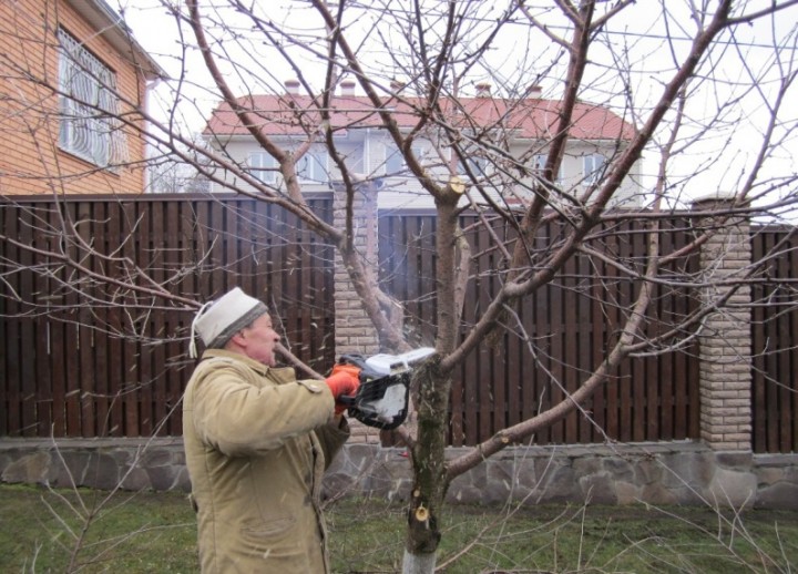 pruning plum