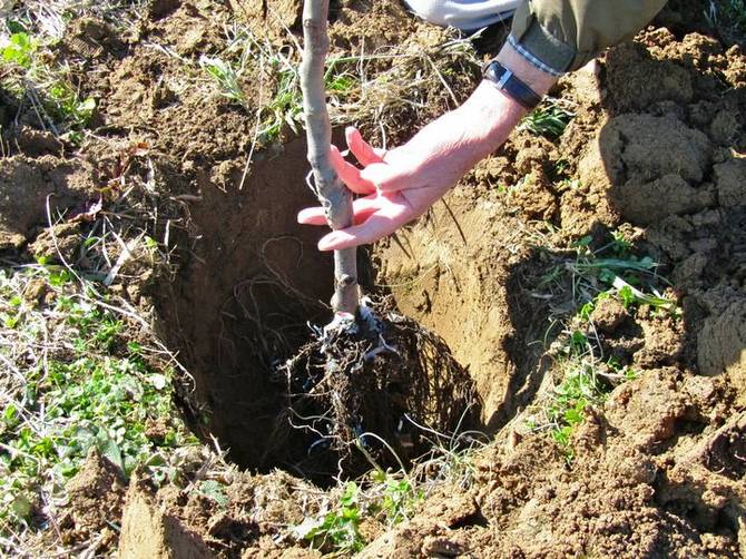 planting an apple tree in the suburbs