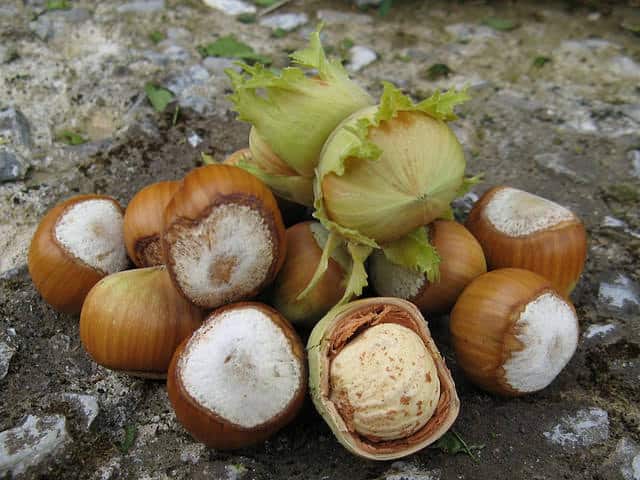 Menanam, menanam dan merawat hazelnut di ladang terbuka, pemilihan dan pembiakan pelbagai