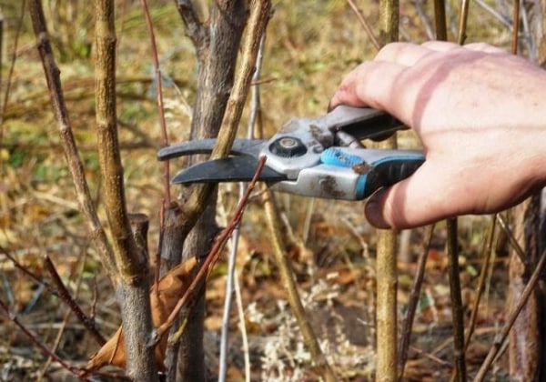 poussant à partir d'une branche d'un pommier