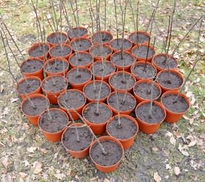 apple seedlings