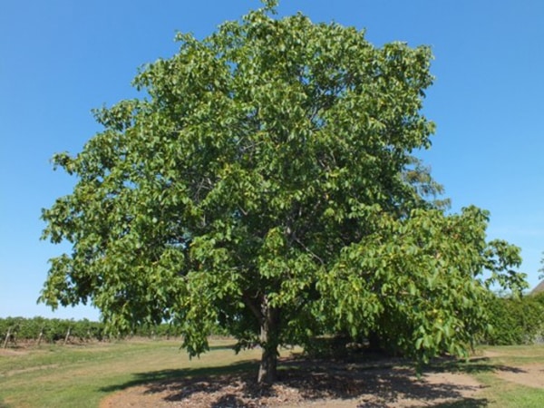 how to plant a walnut