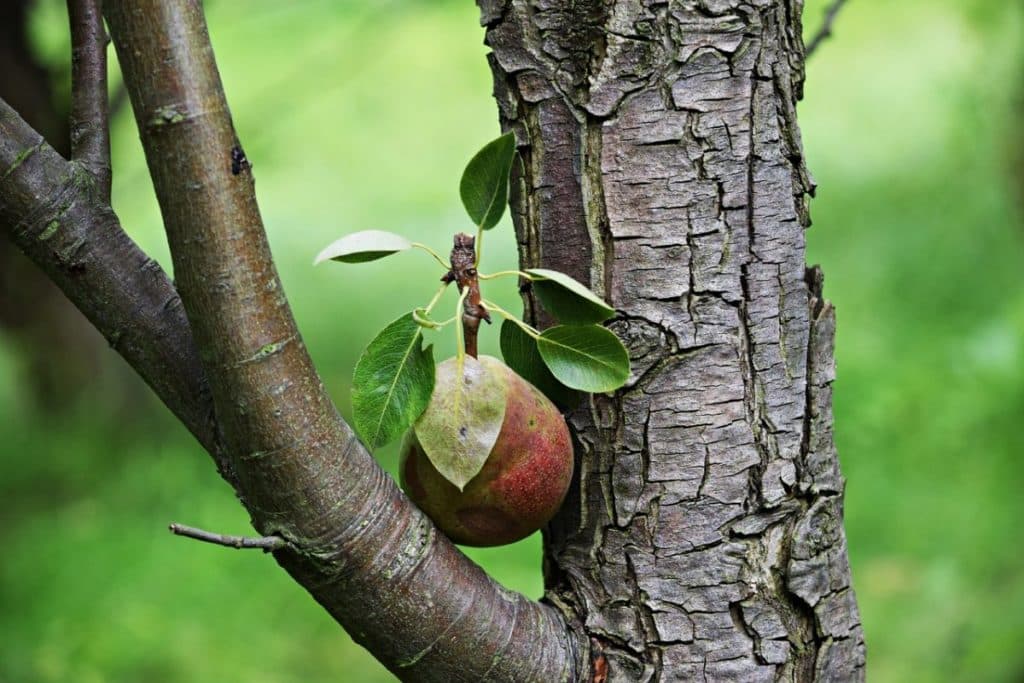 la poire ne porte pas de fruit