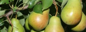 Description and characteristics of the Chizhovskaya pear variety, planting and care