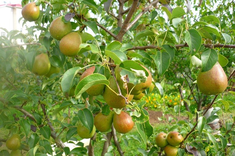 la poire ne porte pas de fruit