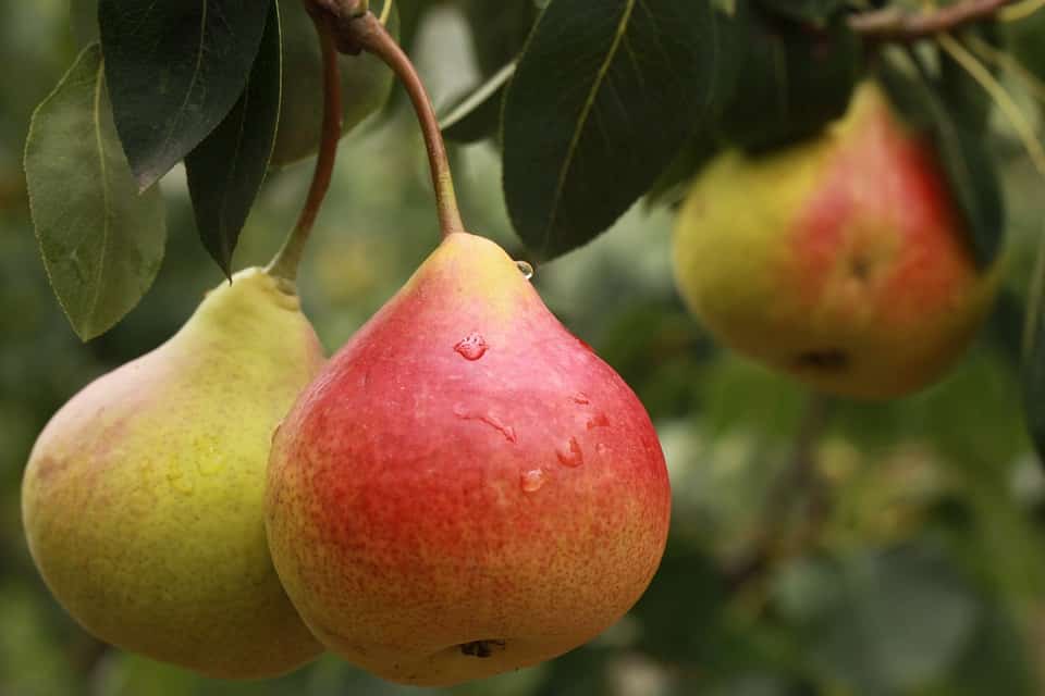 poire décania