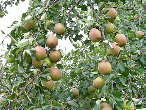 belleza del bosque de peras