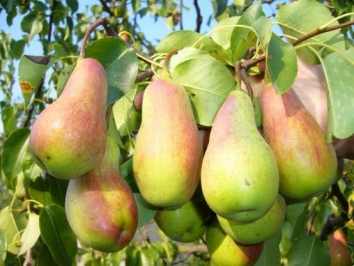 pear forest beauty