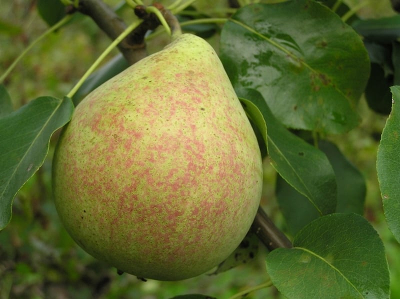 marbre de poire