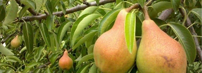 poire Talgar beauté