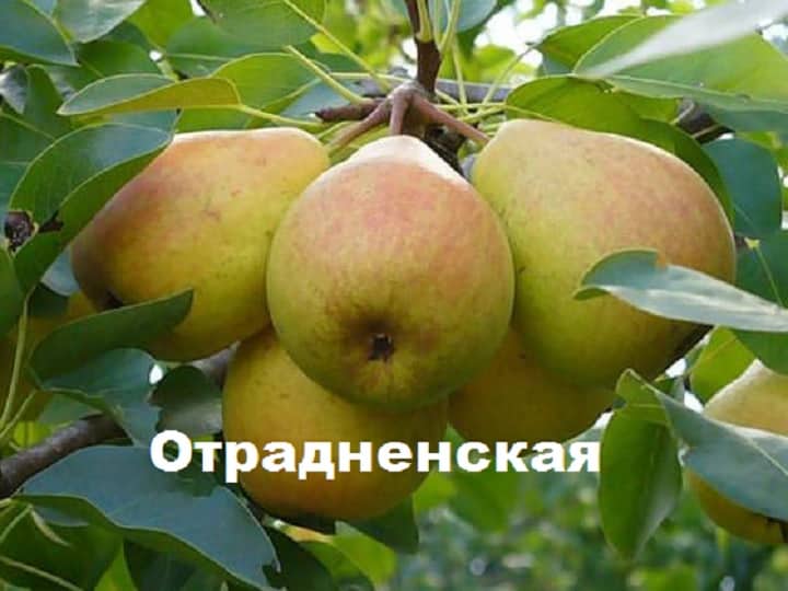 poire Otradnenskaya