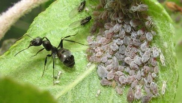 puceron sur une poire