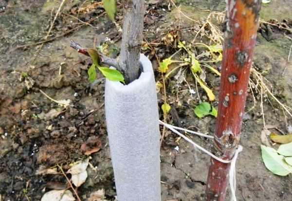 pruning pear