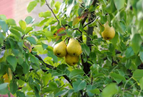 poire mûre