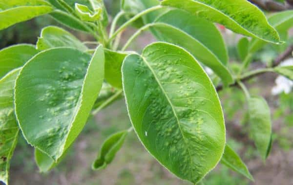 rolling leaves