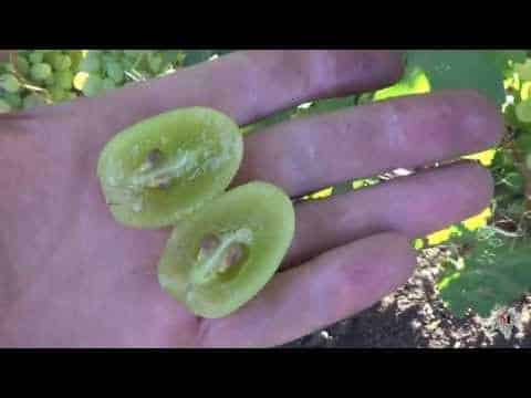 bogatyanovsky grapes