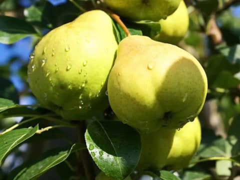 rosée d'août poire