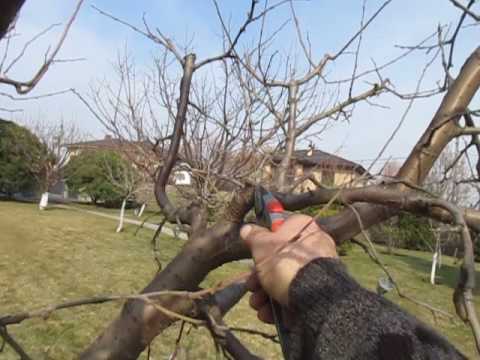 taille de la prune