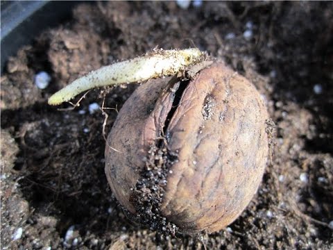 how to plant a walnut