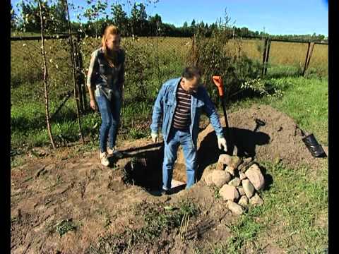 výsadba jabloně