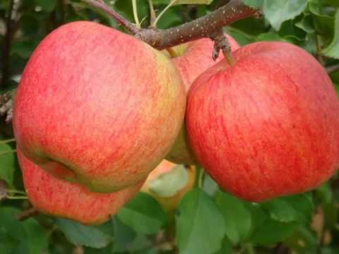 campeón de manzana